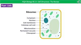 AQA Biology B111  Cell Structures [upl. by Einnaj]