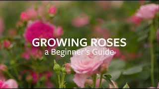 How to grow Roses  Grow at Home  Royal Horticultural Society [upl. by Fulmer]