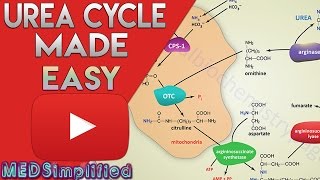 Urea Cycle Made Simple  Biochemistry Video [upl. by Eiuqnom]