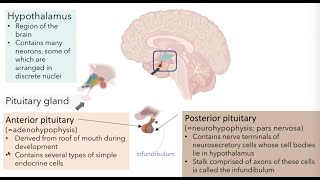 Hypothalamic Pituitary Axis [upl. by Rizzo]