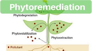 Environment amp Ecology  Phytoremediation [upl. by Blasius]