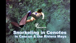 Snorkeling in Cenotes in Cancun amp the Riviera Maya [upl. by Abijah]