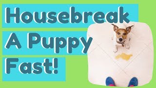 Housebreak A Puppy Fast [upl. by Flip]