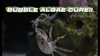 BEST BUBBLE ALGAE FIX [upl. by Almena]