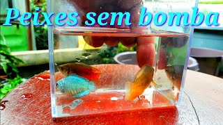 Peixes para aquário sem bomba [upl. by Wixted446]