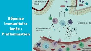 La réponse immunitaire innée  linflammation  Première Spécialité SVT [upl. by Muraida431]