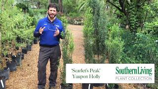 Special Use Plant Scarlets Peak Yaupon Holly [upl. by Ytissahc]