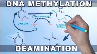 DNA Methylation [upl. by Hendel]