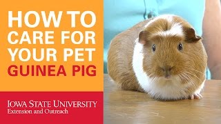 How to Care for Your Pet Guinea Pig [upl. by Akihc]