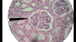 Histology for Beginners [upl. by Kain119]