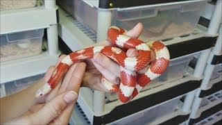 How to Care for KingsnakesMilksnakes plus fun facts [upl. by Aynna]