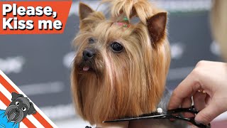 Yorkie grooming tutorial [upl. by Roderic13]