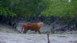 Feared Loved Worshipped The Enigma of the Sundarbans Tiger [upl. by Hannus]