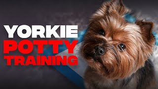 Yorkie Potty Training Guide To House Train Yorkshire TerriersSTEPBYSTEP [upl. by Hewart582]