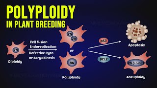 Polyploidy in Plant Breeding [upl. by Ritchie]