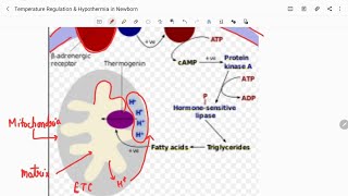 Temperature Regulation amp Hypothermia in Newborn [upl. by Nirtiac672]