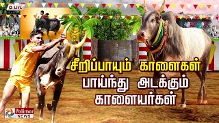 🔴LIVE  Polimer News Live  வன்னியன்விடுதி புதுக்கோட்டை ஜல்லிக்கட்டு [upl. by Bindman342]