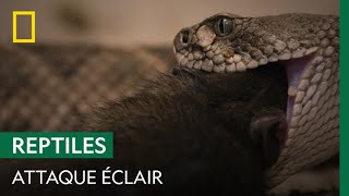 Du rat au menu de ce serpent [upl. by Moshell]