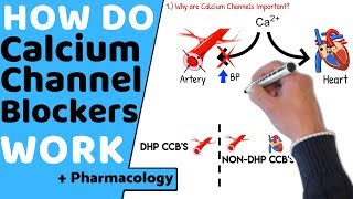 How do Calcium Channel Blockers Work Pharmacology [upl. by Thornton]