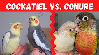 Cockatiel vs Conure Which Bird Should You Choose  BirdNerdSophie [upl. by Yrtnahc]