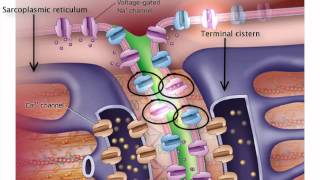 ExcitationContraction Coupling [upl. by Bennie]