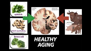 Healthy Nutrient Wealthy and Wise Diet for Healthy Aging  Research on Aging [upl. by Welcome]