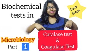 Catalase amp Coagulase test BIOCHEMICAL test in Microbiology [upl. by Nama]