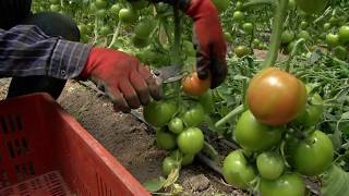 Agricultura al Día  Así se siembra tomate chonto [upl. by Tansey536]