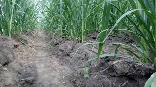 how to plant super napier  spacing  super napier   High Yielding Grass  super napier grass [upl. by Lajes]