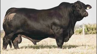 Brangus Cattle  Breed [upl. by Treboh]