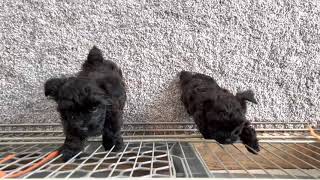 Yorkie Poo puppies age 7 weeks [upl. by Ecreip]