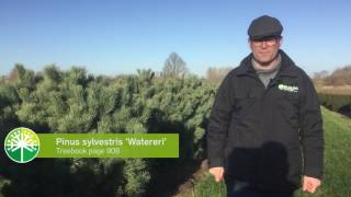 Pinus a versatile tree  Tree vlog 2 [upl. by Carlynne848]