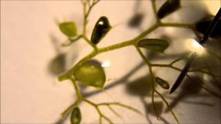 Utricularia australis Traps  A Carnivorous Plant [upl. by Nomyar]