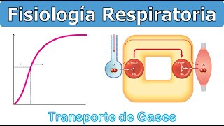 TRANSPORTE DE GASES  FISIOLOGÍA RESPIRATORIA [upl. by Phene184]