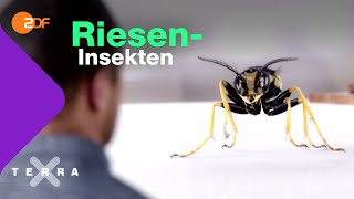 Wie Insekten ohne Lunge atmen  Terra X [upl. by Sloan]