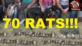 70 RATS NEW RECORD Mink and Dogs Eradicate Rats [upl. by Harutak]