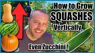 How to Grow Squash VerticallyEVEN ZUCCHINI Small Space Gardening [upl. by Hayilaa]