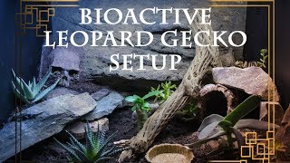 Bioactive LEOPARD GECKO setup [upl. by Goulder]