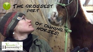 The Grossest Part Of Owning Horses Sheath Cleaning  Versatile Horsemanship [upl. by Popelka]