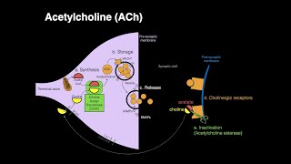 Acetylcholine ACh [upl. by Rafa]