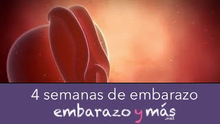 4 semanas de embarazo  Primer mes  EMBARAZOYMAS [upl. by Korns]