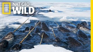 Narwhals The Unicorns of the Sea  Nat Geo WILD [upl. by Waters]