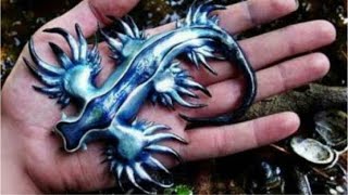 The Blue Sea Dragon Glaucus Atlanticus [upl. by Giuditta]