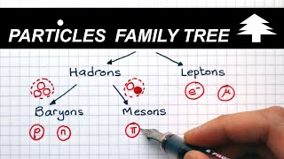 Classification of Particles  A Level Physics [upl. by Donella]