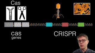 Bacteriophage Life Cycle Transduction [upl. by Regnij]