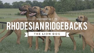 ALL ABOUT RHODESIAN RIDGEBACKS THE AFRICAN LION HUNTING DOG [upl. by Crifasi]