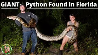 Giant Python found in Florida [upl. by Chrotoem]