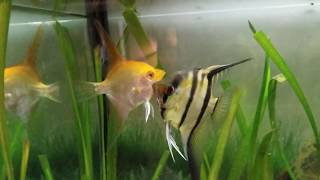 Angelfish Breeding Behavior Signs of Spawning [upl. by Petersen130]