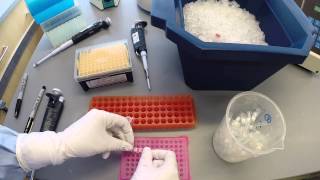 PCR Protocol  Part 2 [upl. by Quintilla]