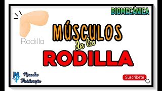 5 Mejores ejercicios para dolores de RODILLA [upl. by Selohcin727]